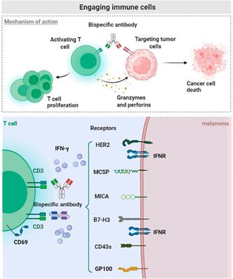 <mark class="highlighted">Bispecific Antibodies</mark> Progression in Malignant Melanoma